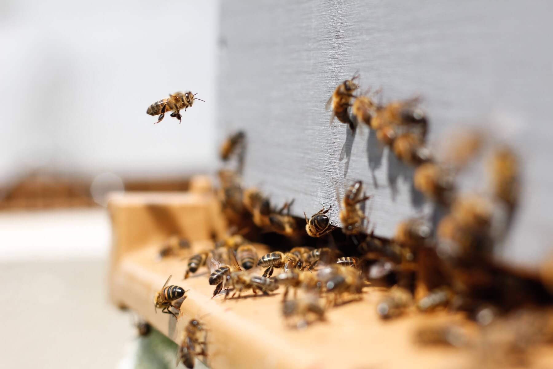 18-Wheeler full of Honeybees Flips Over, Unleashing Swarm in Downtown San Antonio